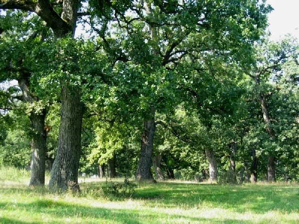 Широколистна гора, характерно място за манов мед